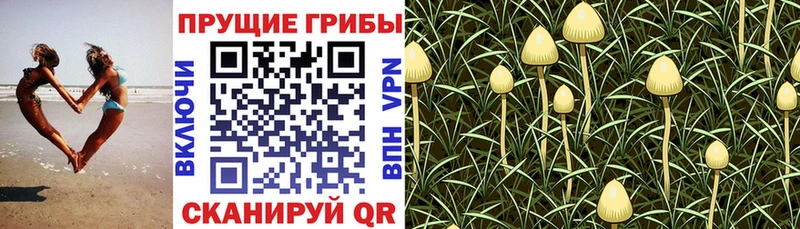 Псилоцибиновые грибы Cubensis  Купить закладки  Асино 